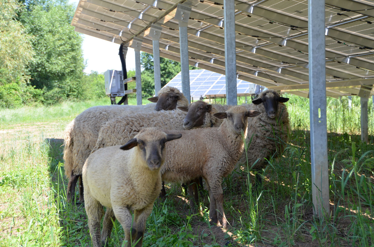 Schafe weiden zwischen den PV-Modulen und sorgen so für eine natürliche "Bewirtschaftung"