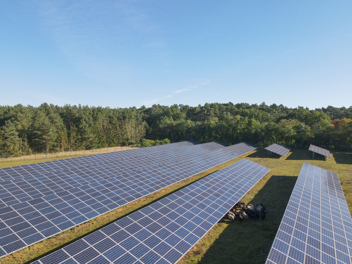 Die PV-Module des Solarpark Wöbbelin bieten grasenden Schafen Schutz vor Sonne und Witterung