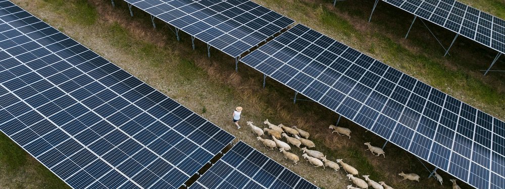 Detailaufnahme aus der Luft: Ein Schäfer führt seien Herde zwischen den Panels des Solarparks Rottenbach.